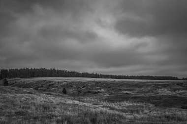 Ormandaki güzel manzaranın siyah beyaz fotoğrafı.