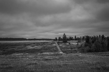 Gri tonlu, güzel bir manzaranın ahşap bir köprüsü ve ormanın ortasında bir ağacı olan bir görüntü.