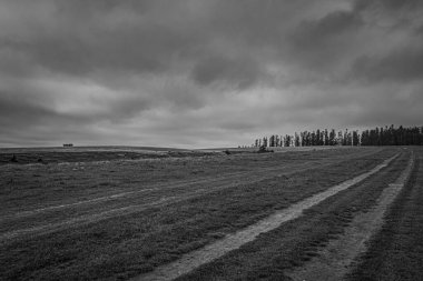 Bir tarlanın ortasında toprak bir yolun güzel bir görüntüsü.