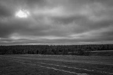 Güzel kış ormanlarının siyah beyaz fotoğrafı