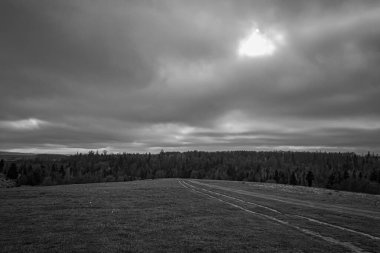 Ormanda bir ağacı olan güzel bir manzara.