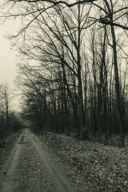 Sonbahar ormanında yol