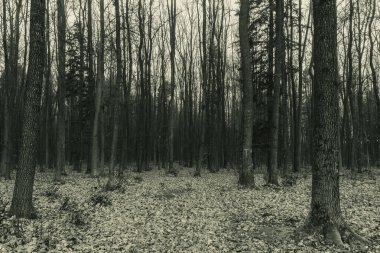 bir ormanın siyah ve beyaz görüntüsü