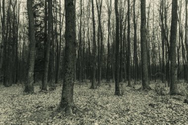 Sonbaharda sonbahar ormanı.