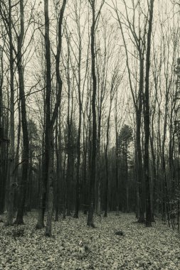 Orman ağaçları ve sis.