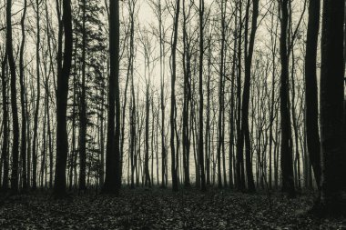 Sonbaharda ağaçlarla kaplı gizemli karanlık orman