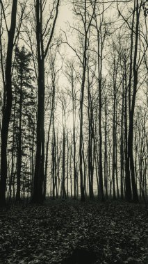 Sonbaharda karanlık orman