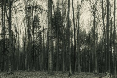 Sonbahar sabahının erken saatlerinde karanlık orman