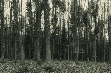 Kara Orman kışın.