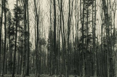 Landscapes, Forest, Carpathians, Photos of nature -Black and white photos, monochrome photos - Europe, Eastern Europe