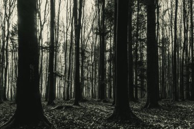 Sabah güzel bir orman