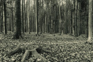 Sonbahar ormanı sabahları