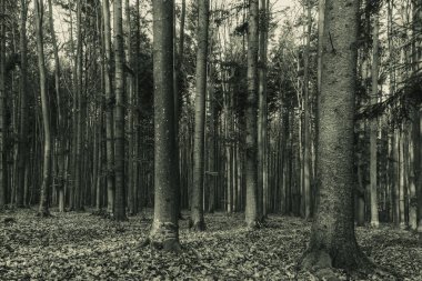 Sonbaharda sabah kara orman