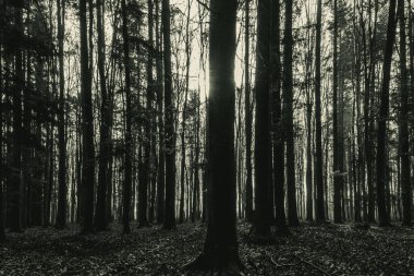 Güneş ışınları olan güzel kara çam ağaçları ormanı