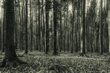 Ormanda siyah ağaçlar.