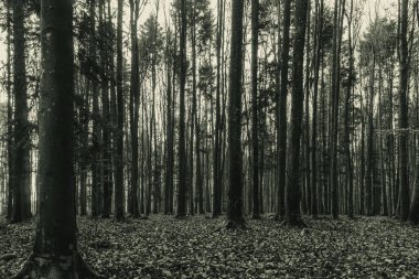 Sonbaharda koyu çam ağacı ormanı