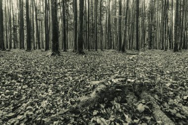 Çam gövdeleri ve düşmüş yaprakları olan karanlık bir orman. siyah ve beyaz