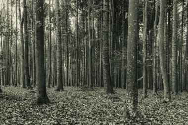 Eski ormanın siyah beyaz fotoğrafı.