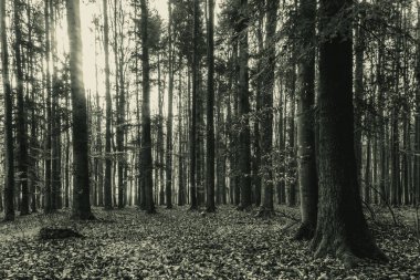 güzel manzara. doğa kompozisyon