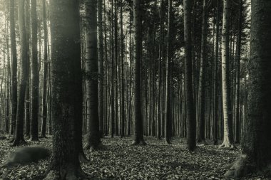 Dağlardaki ormanın güzel manzarası