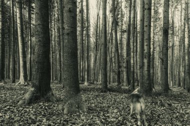 Ormandaki köpeğin siyah beyaz fotoğrafı.