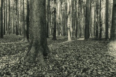 Sonbahar ormanı sabahları