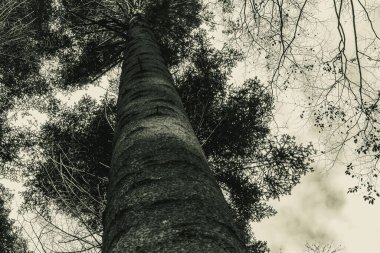 Ormandaki ağaç gövdesi