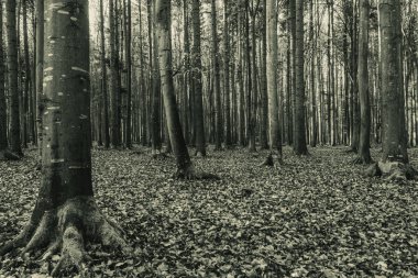 Güzel bir sonbahar ormanının siyah beyaz fotoğrafı..