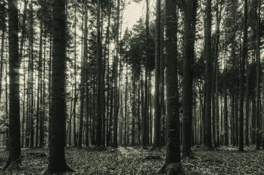 Gecenin karanlık orman