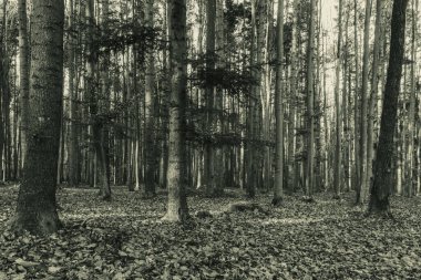 Siyah ve Beyaz Orman