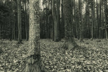 Sonbahar ormanlarında eski ağaç gövdeleri