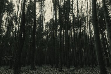 Sonbaharda ormandaki ağaçların siyah ve beyaz görüntüleri, siyah ve beyaz