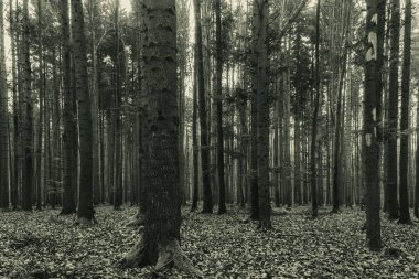 Karanlık orman ve ağaçlar