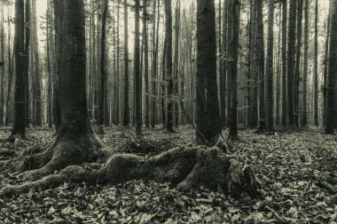 Siyah ve beyaz orman, Polonya