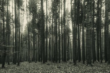 Ormandaki kara ağaçlar, doğa geçmişi...