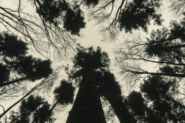 Ormandaki çam ağaçları