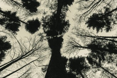 Ormanın güzel manzarası