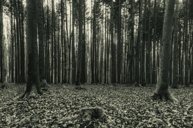 sonbahar karanlık ormanda