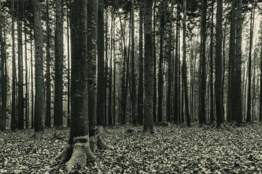 sonbahar karanlık ormanda