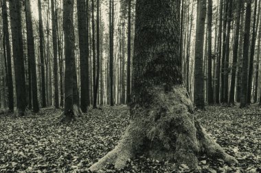Koyu çam ağacı ormanı, yosun ve kökleri var..