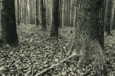 Sonbaharda meşe ağacı