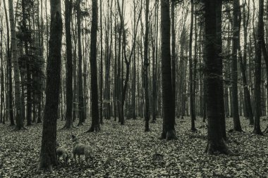 Düşen yaprakları olan karanlık sonbahar ağaçları, siyah beyaz