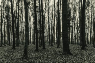 Karanlık gizemli sonbahar ormanı