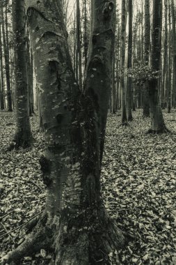 Eski ağaç gövdeleri, siyah beyaz fotoğraf