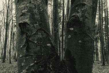 Ormandaki eski ağaç gövdeleri