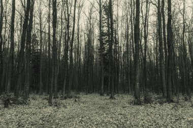 Ormanın sonbaharda çekilmiş siyah beyaz fotoğrafı.
