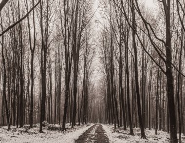 Sisli bir gün ormanda kış