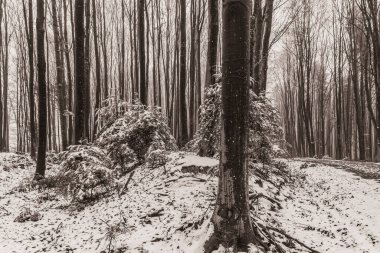 Çam ormanı dağlarda kar kaplı