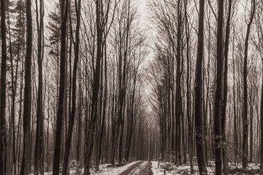 Ormanda yolu olan güzel kış manzarası