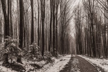 Landscapes, Forest, Carpathians, Photos of nature -Black and white photos, monochrome photos - Europe, Eastern Europe